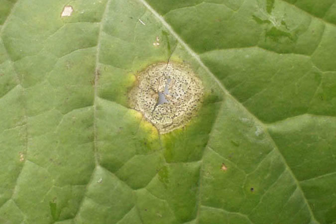 Blackleg in Canola Leaf