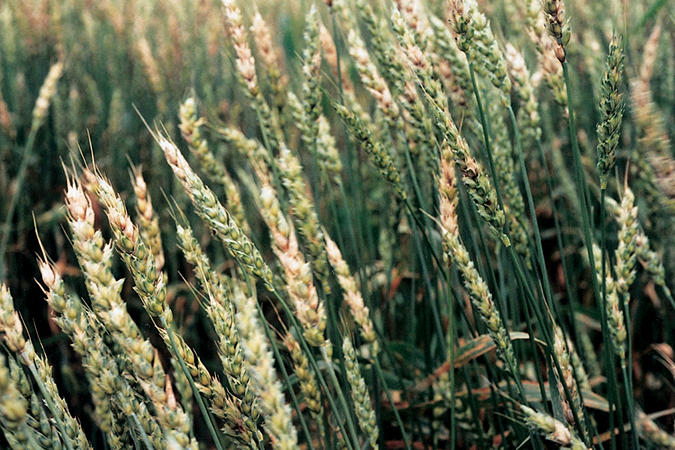Fusarium on Wheat heads Mid season