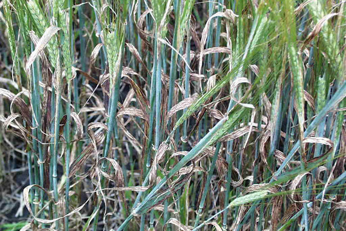 Septoria leaf spot Harrington Barley Dawson Creek