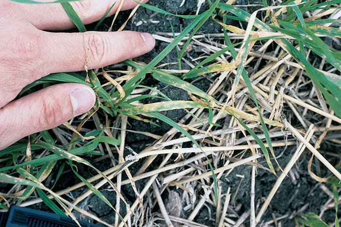 Tan Spot on Wheat plants Early