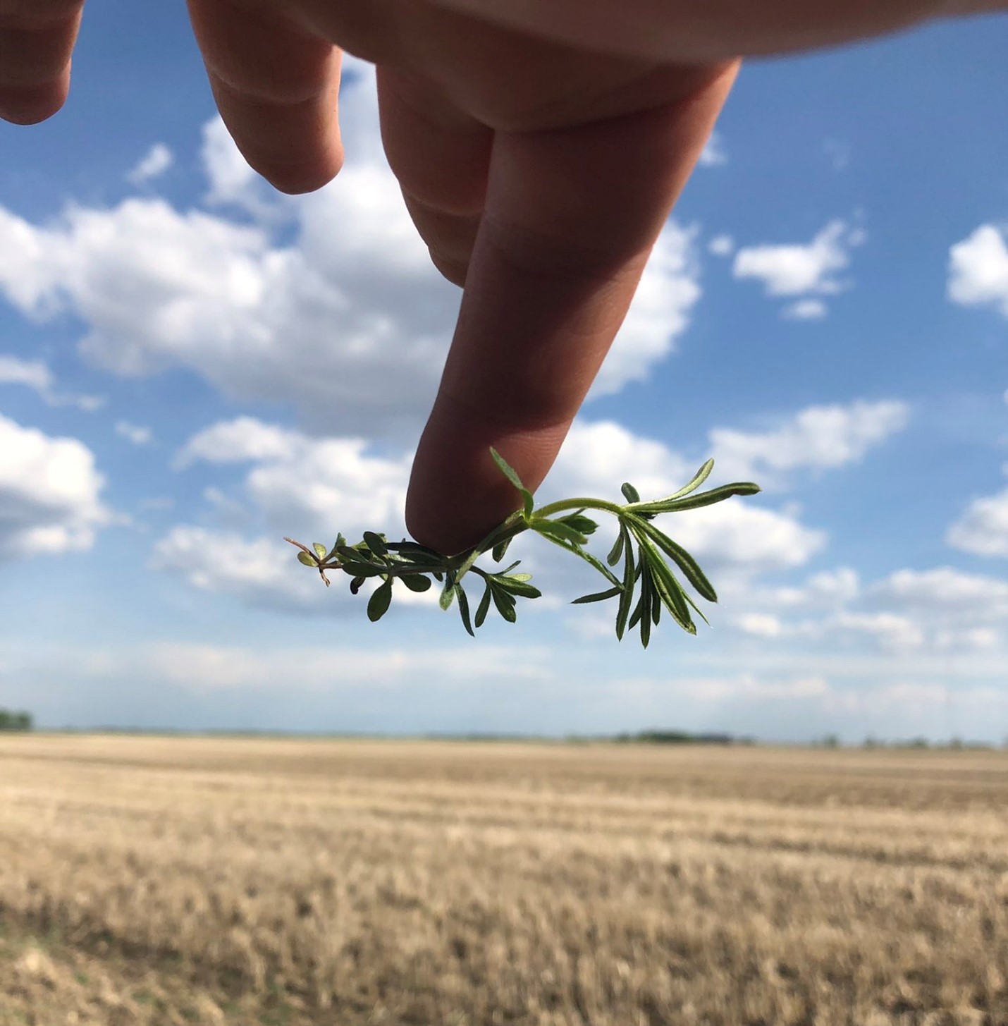 cleaver - in page cleaver - in page