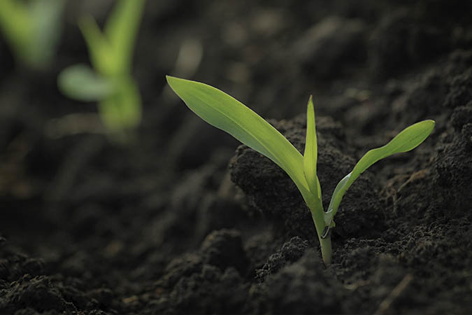 Find Seed Promo seedling Find Seed Promo seedling