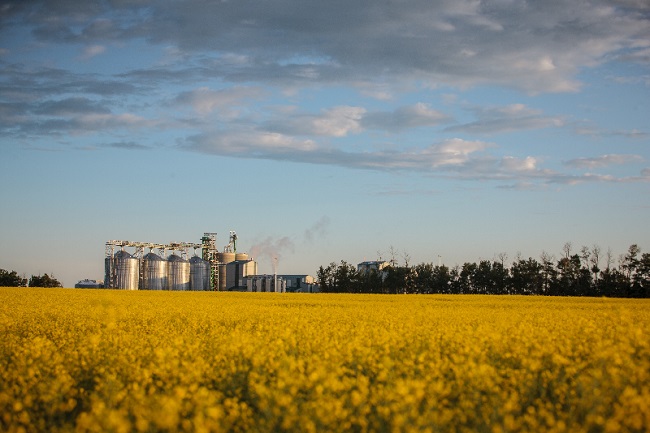 Camrose Drop off canola promo image Camrose Drop off canola promo image