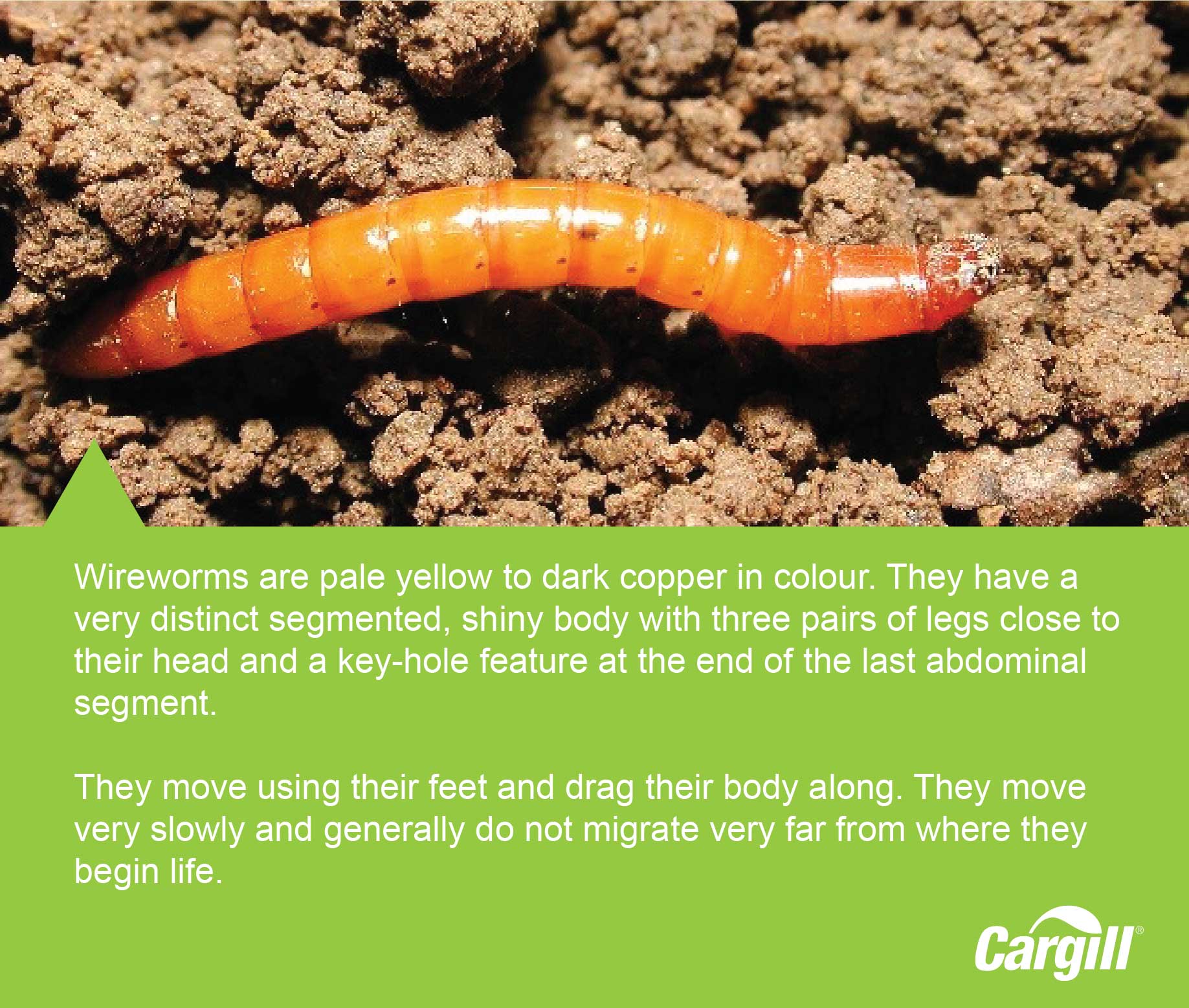 wireworms - in page