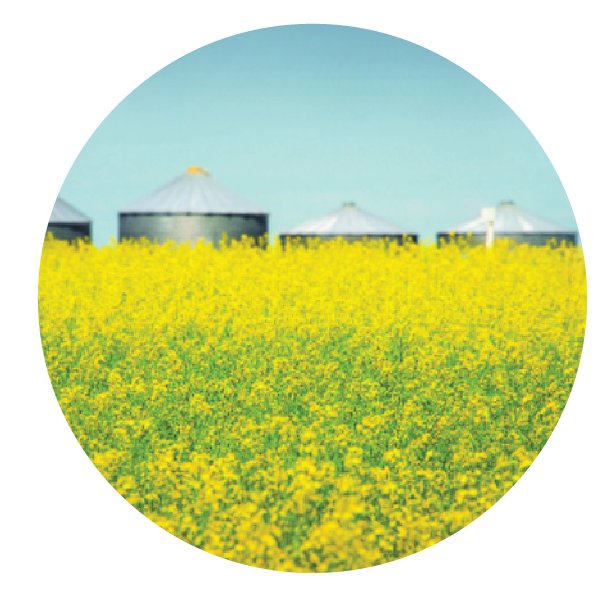 Photo of grain bins in a canola field 
