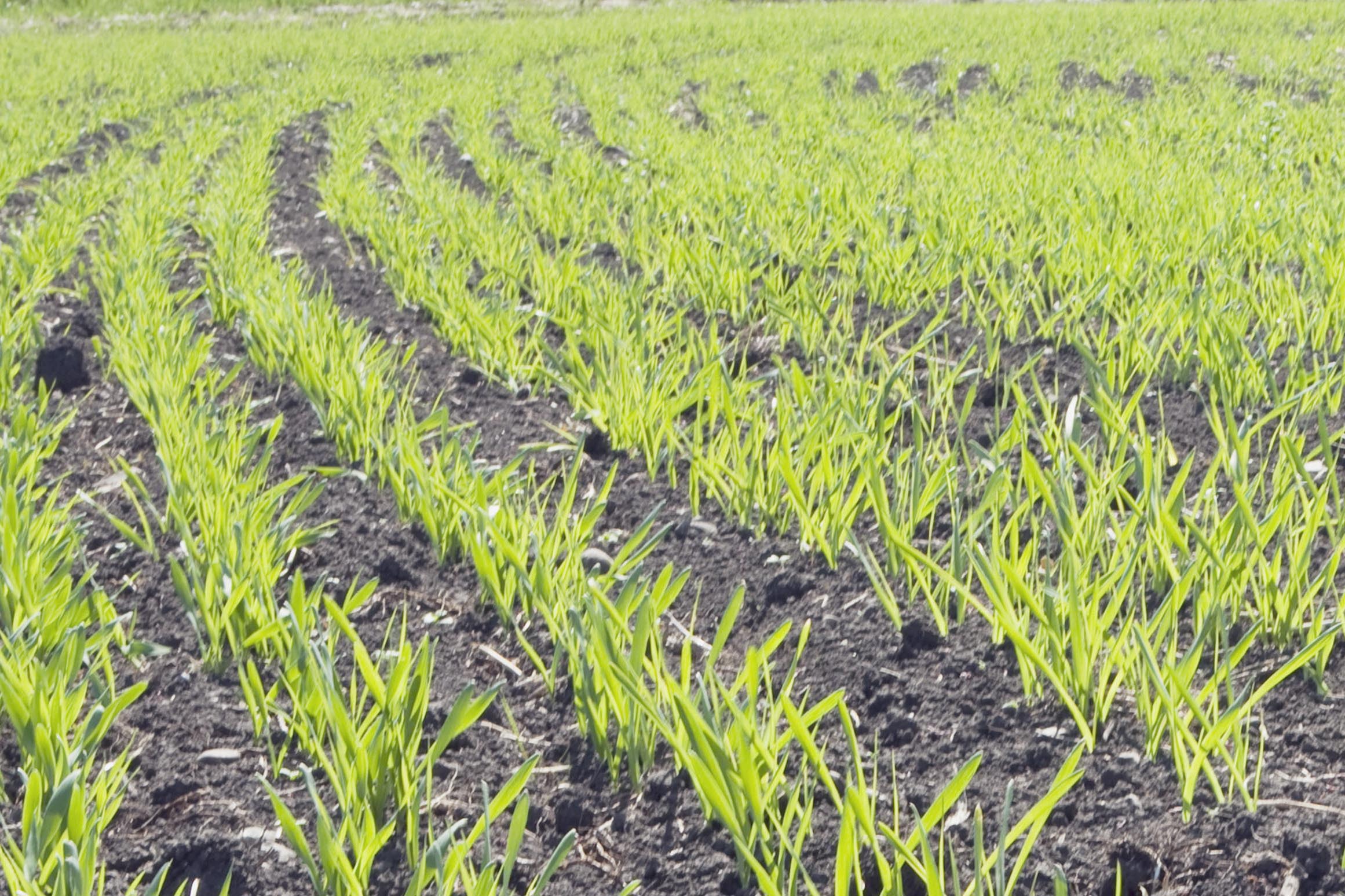 Young plants Young plants