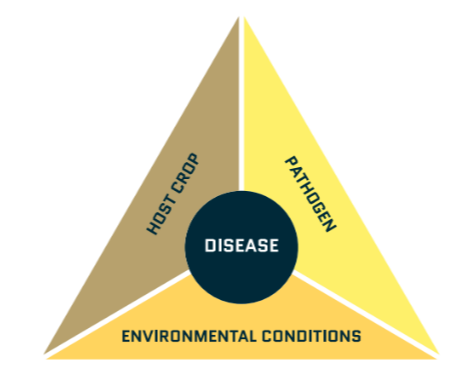 Disease triangle