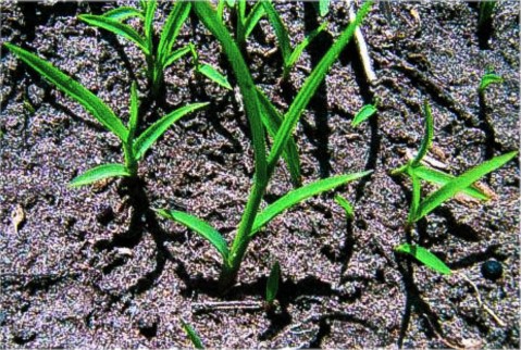 Barnyard grass
