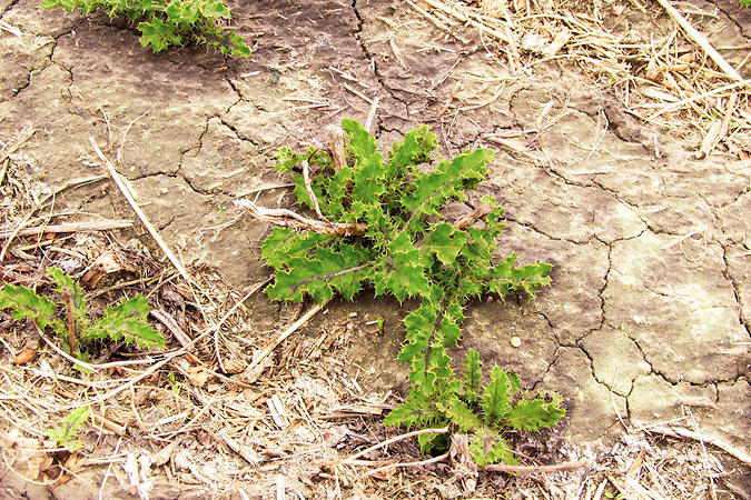 Canada thistle
