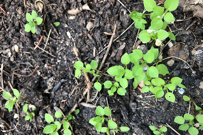 Chickweed