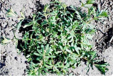 Cleavers