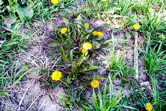 Dandelion