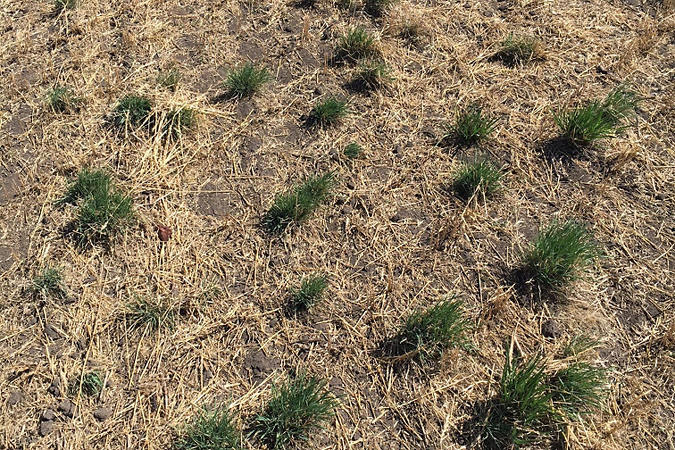 Foxtail-barley