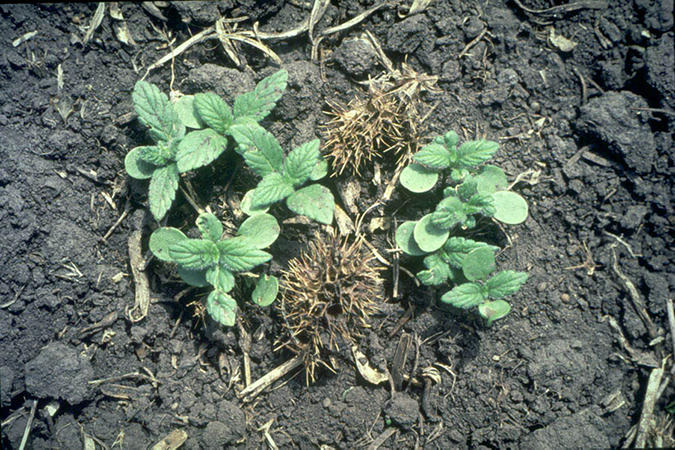 Hemp-nettle Seedling