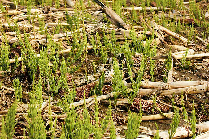 Horsetail in Corn stubble