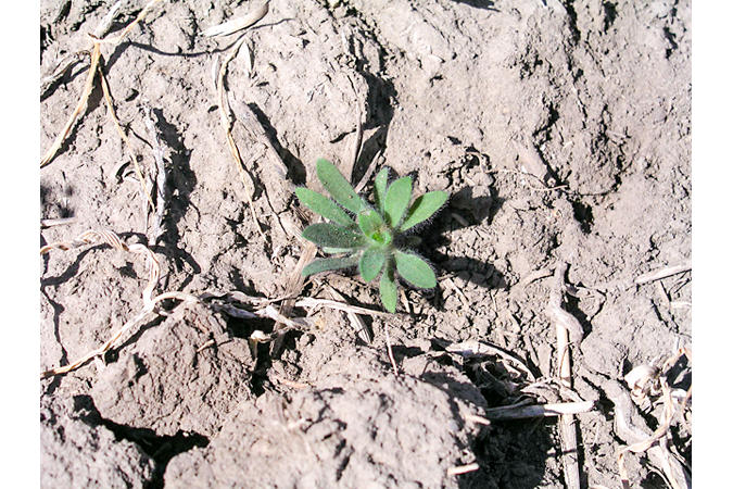 Kochia