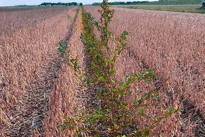 Lambs quarters.jpg