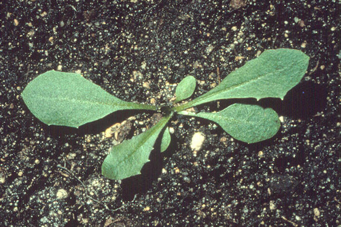 Narrow Leaved Hawks Beard Seedling