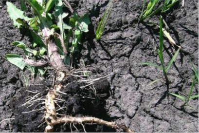 Perennial sow thistle