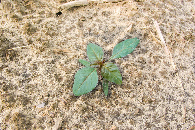 Red-Root Pigweed