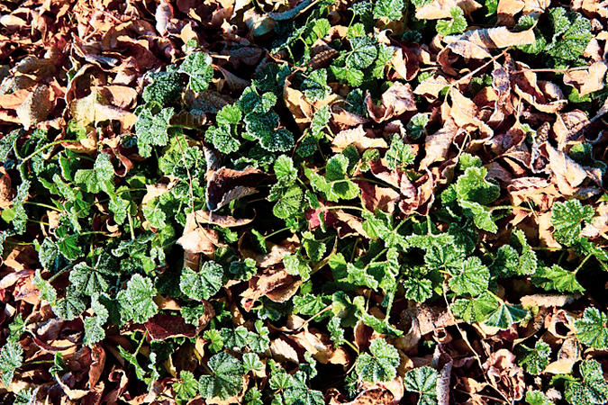 round leaved mallow