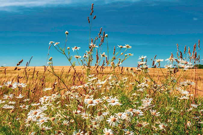 Scentless Chamomile