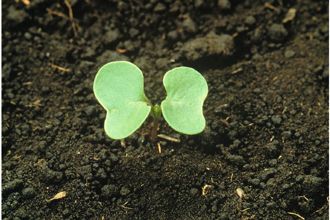 Volunteer Canola Cotyledon