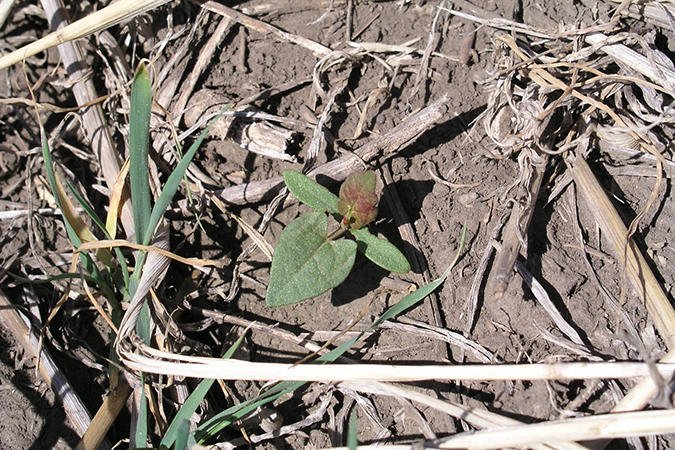 Wild Buckwheat