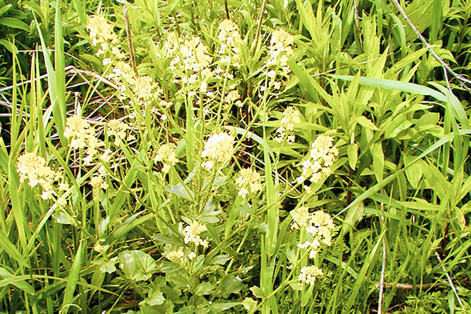wild mustard