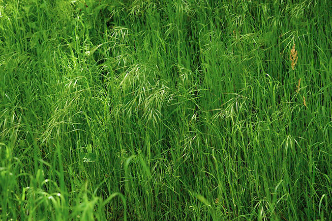 wild oats