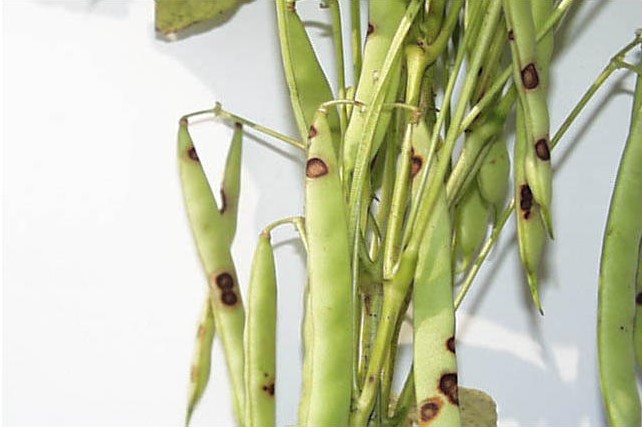 Anthracnose pod stem Navy Beans