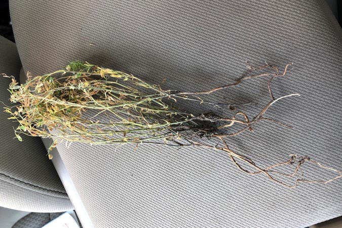 Aphanomyces Roots