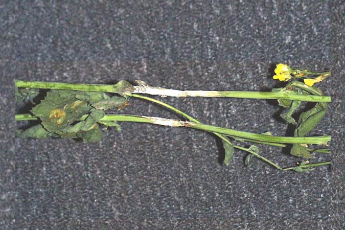Sclerotinia Canola Haywood