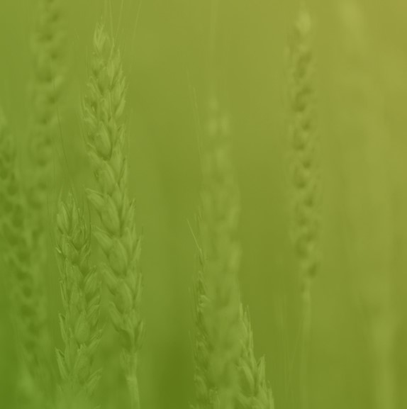 Wheat image Wheat image
