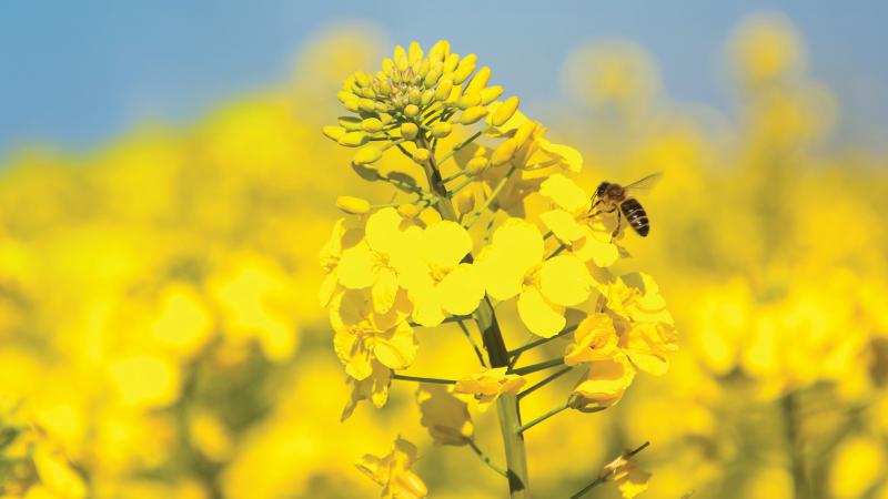 Fuel Up 2026 promo Fuel Up 2026 promo